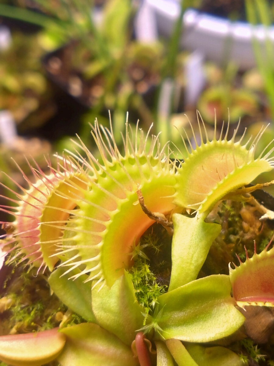 ハエトリソウ　pharanx GJファランクス GJ ハエトリソウ GJ Phalanx /// Dionaea 園芸品種 食虫植物 ディオネアの