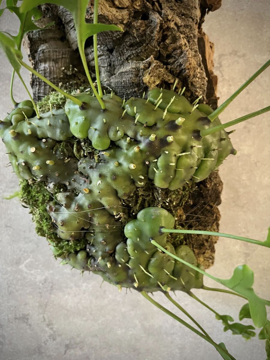 新品】Lecanopteris レカノプテリス celebica 板付 増殖株 アリ植物 の