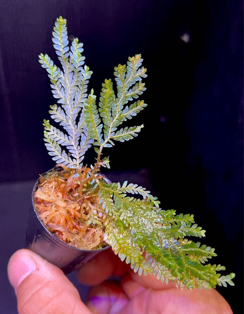 新品】艶々の光沢ブルー！！◇ Begonia sp. Temuyuk, Kalimantan Barat