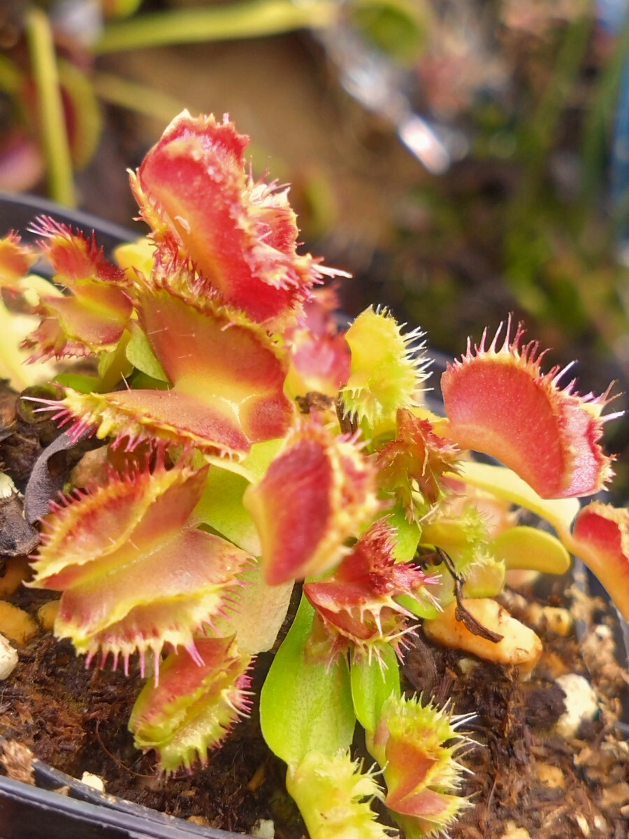 未使用】食虫植物 ハエトリソウ Biohazard 1 CKの落札情報詳細 - Yahoo