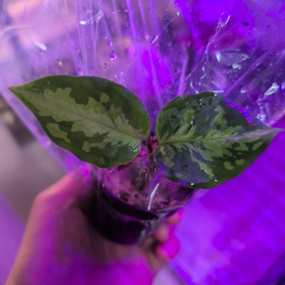 良株】アグラオネマ ニルヴァーシュ AZ便 Aglaonema pictum 