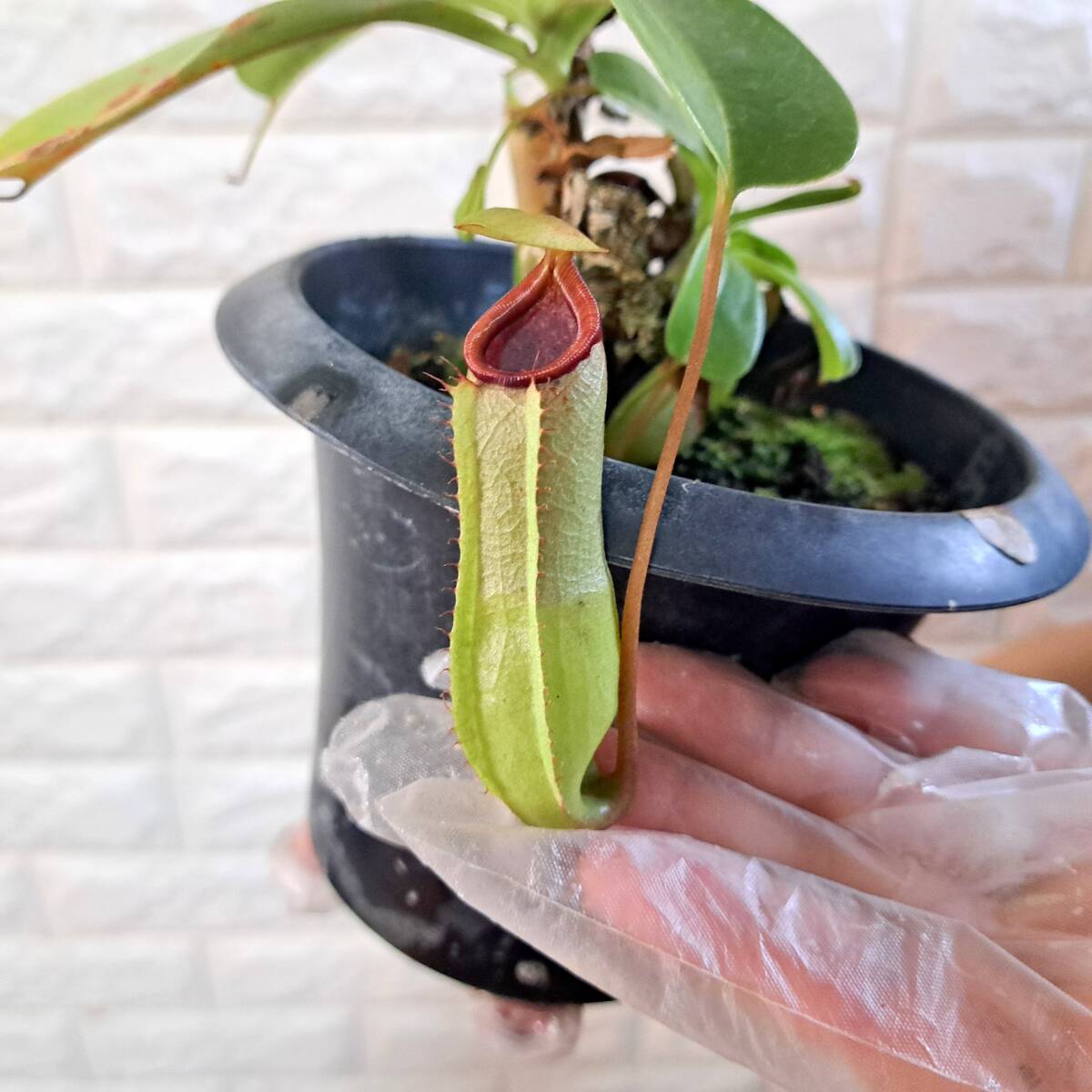 N.(ventricosa x sibuyanensis)-giant x (izumiae x TM) EPH-2-62-2 4