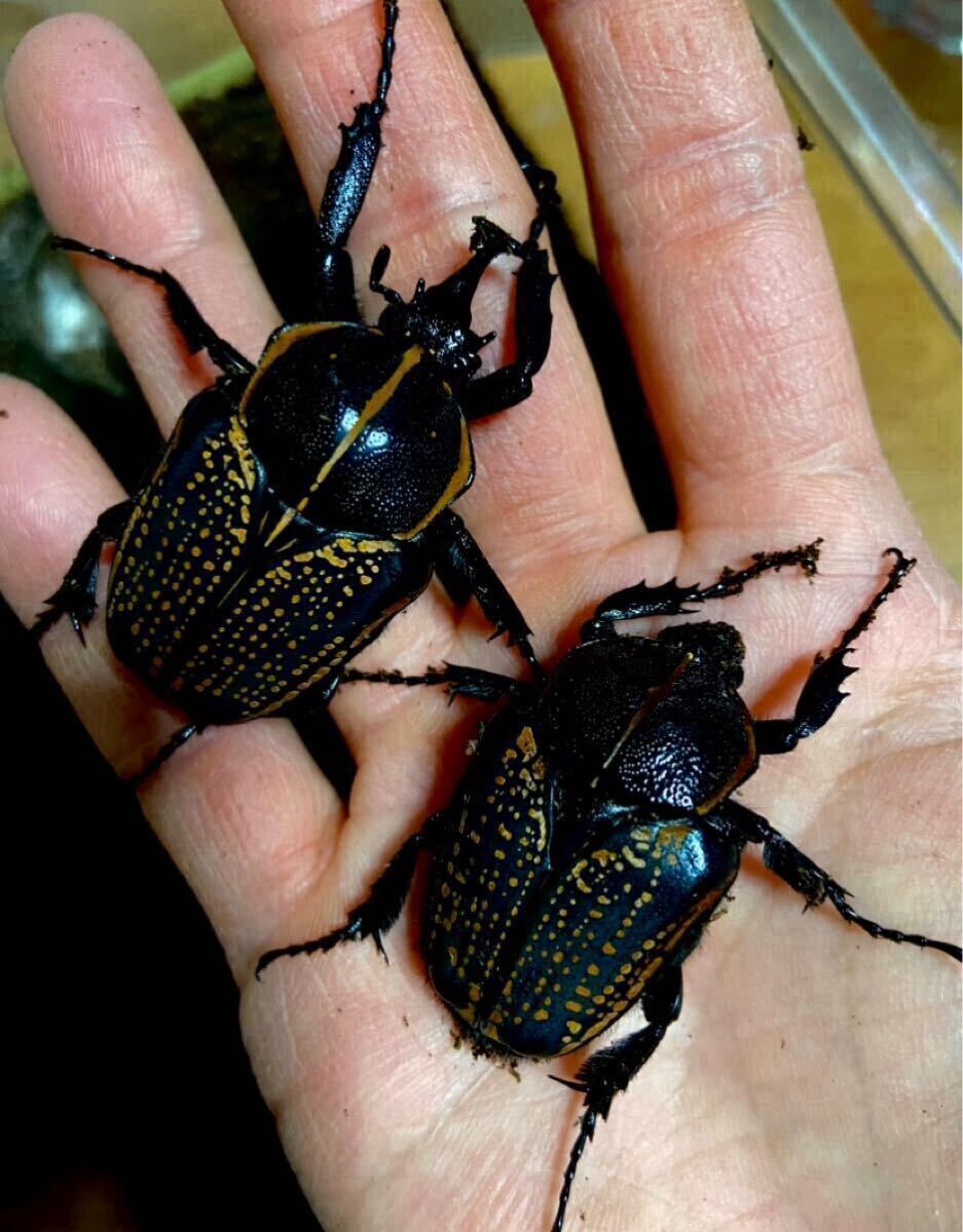 目立った傷や汚れなし】【限定出品】イカリツノハナムグリ 成虫ペア②