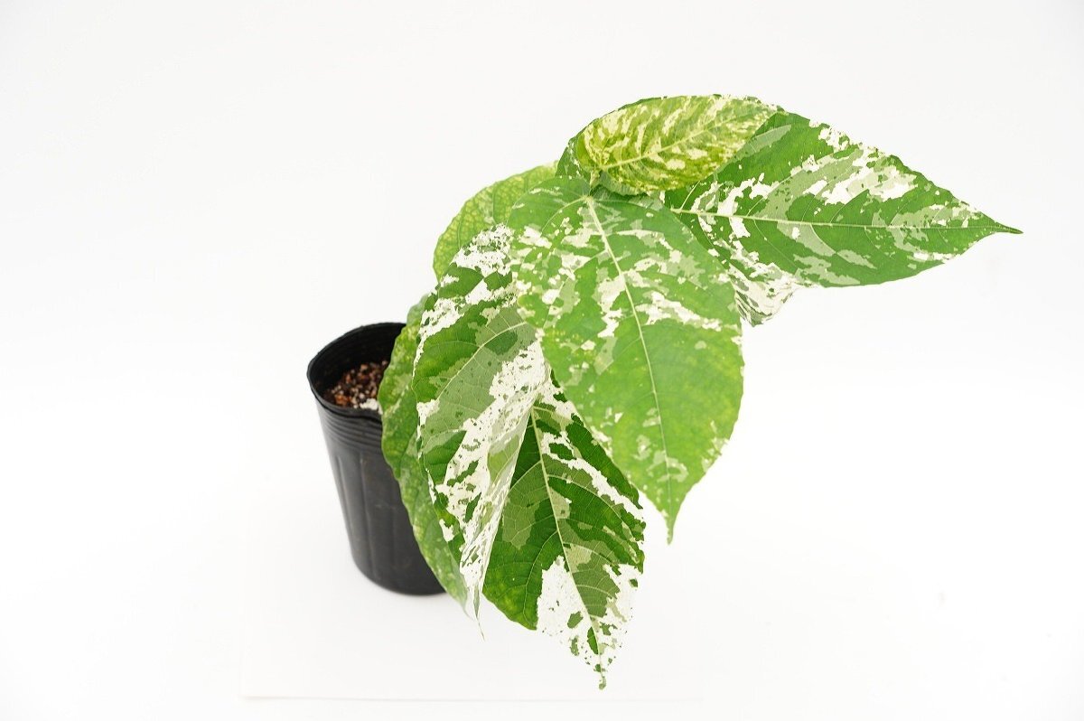 植物です。】☆TO☆フィカス・アスペラ パーセリー 美しい斑入り観葉