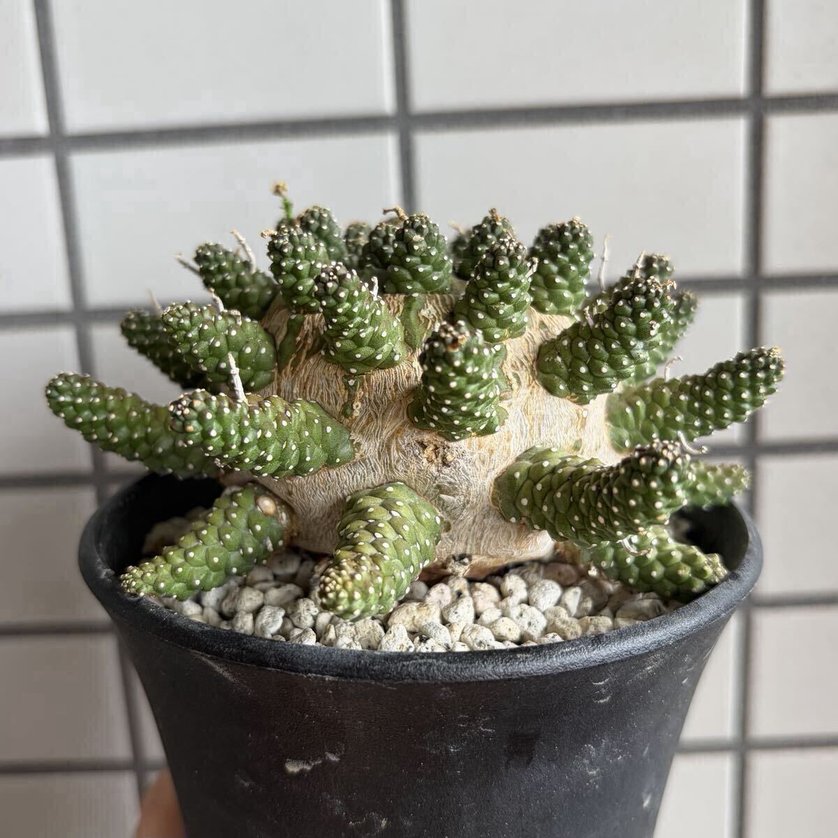 新品】未来薩摩・圭介窯【 タコモノ 】 01の落札情報詳細 - Yahoo