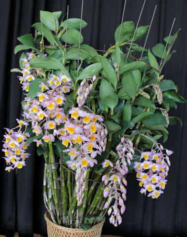 新品】洋蘭 原種 デンドロ Den.amabile (=bronckartii) x sib超濃色極