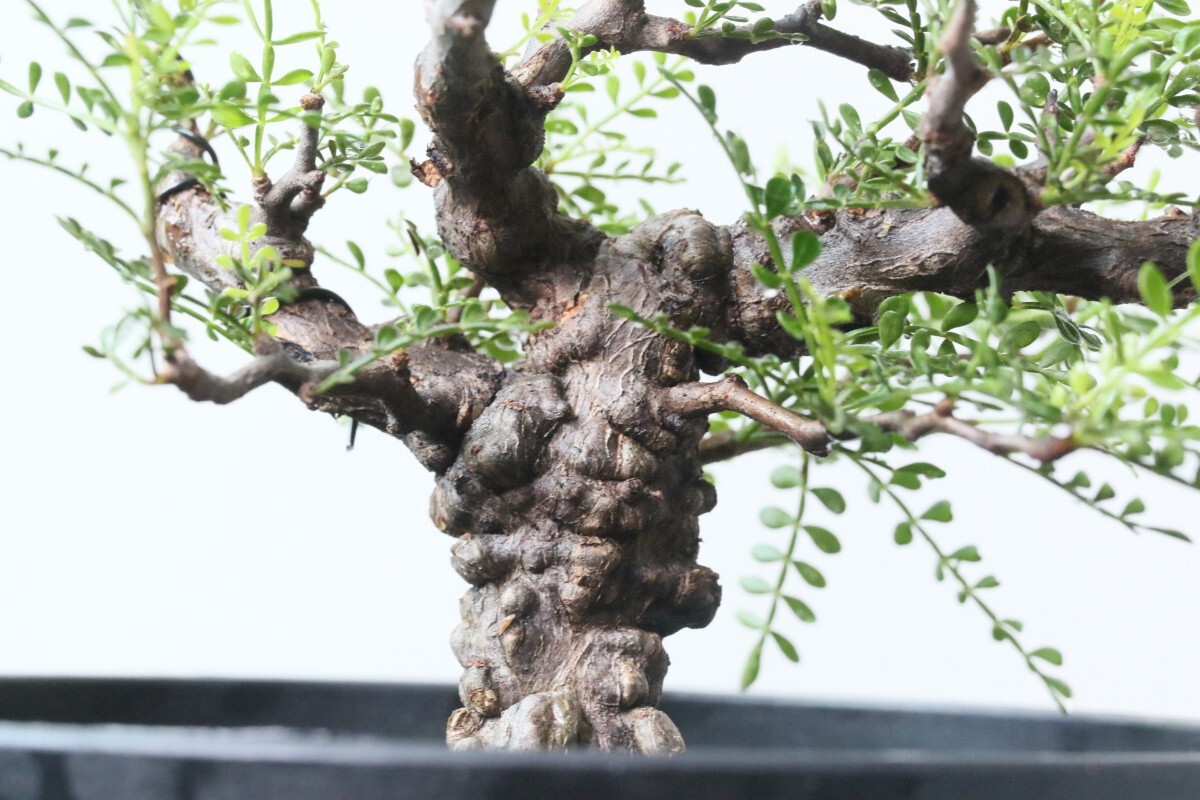 盆栽フォーム 懸崖 オペルクリカリア・デカリー 塊根植物 多肉