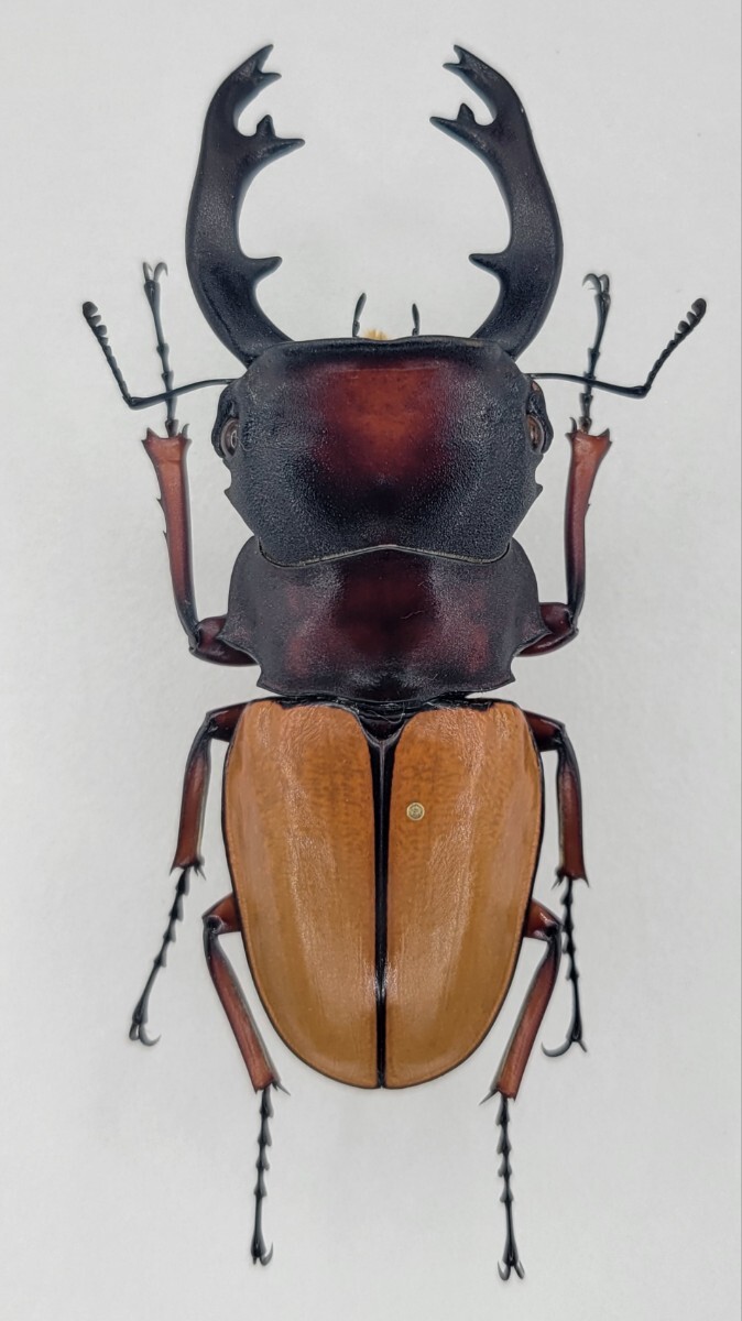 標本】フェモラリスツヤクワガタ 原名亜種 ♂80mmの落札情報詳細