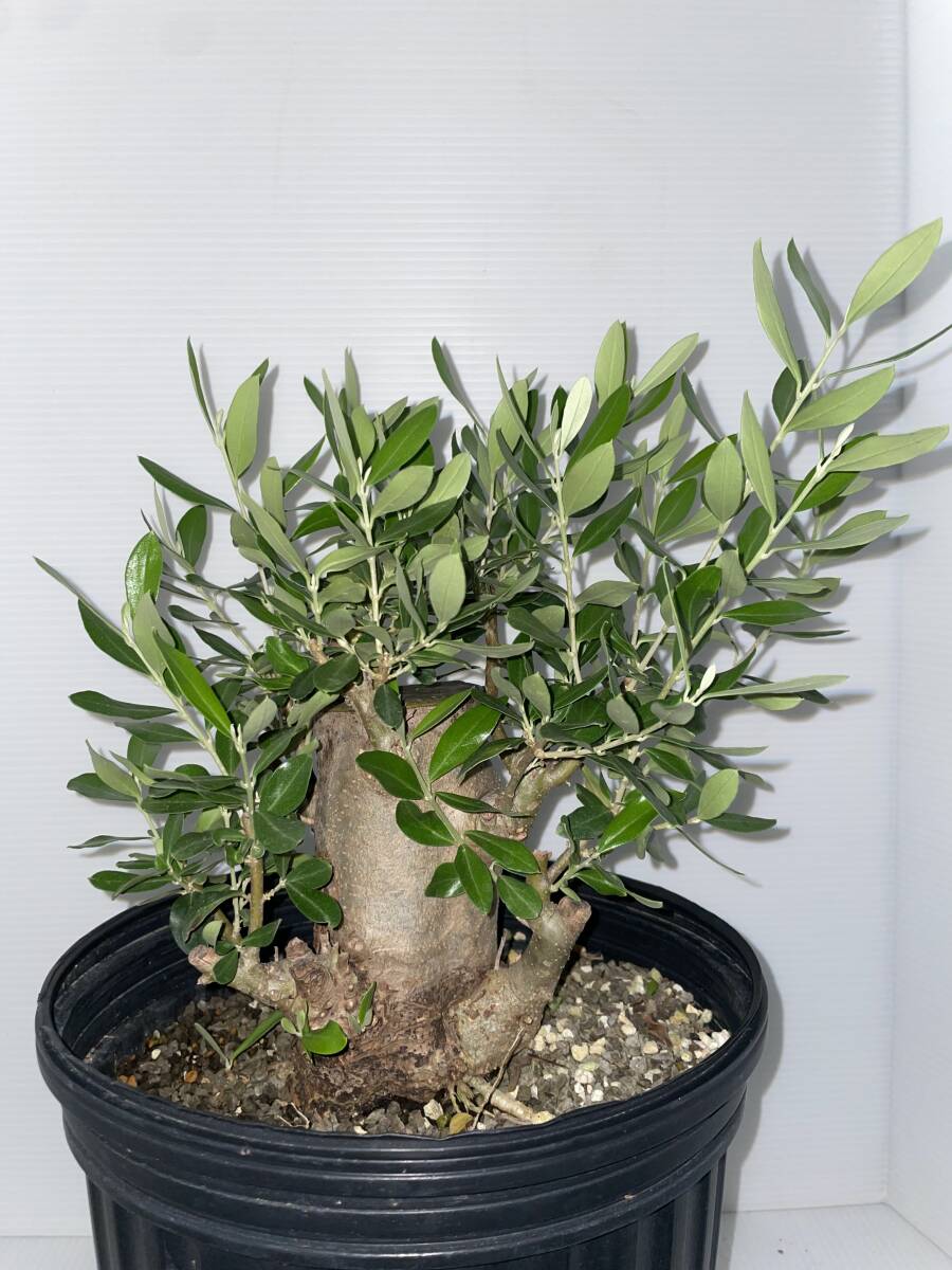新品】オリーブ シプレッシーノ ふんわりきれいな樹形 太くてしっかり