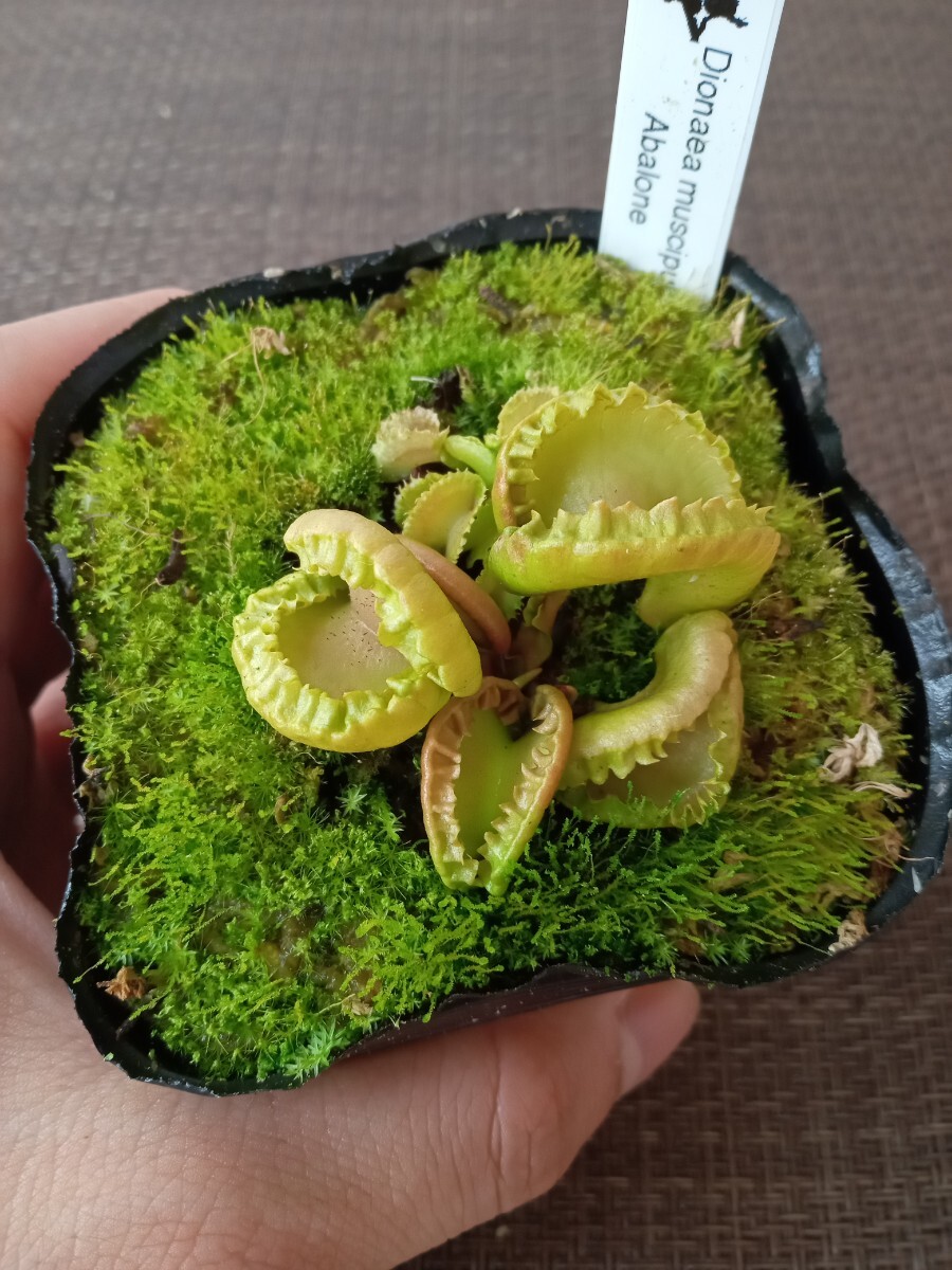 新品】食虫植物 ハエトリソウ Dionaea muscipula 'Jaws smiley'の落札