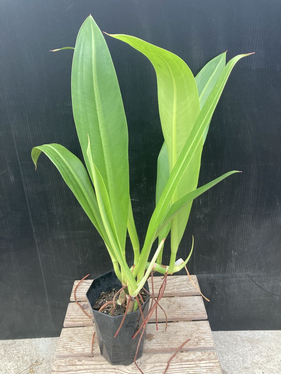 新品】フィロデンドロン・クラシネルビウム Philodendron