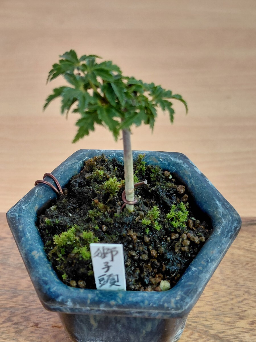 もみじ(清姫)】 紅葉(モミジ) 小品盆栽 箒立ち樹形 繊細な枝ほぐれ