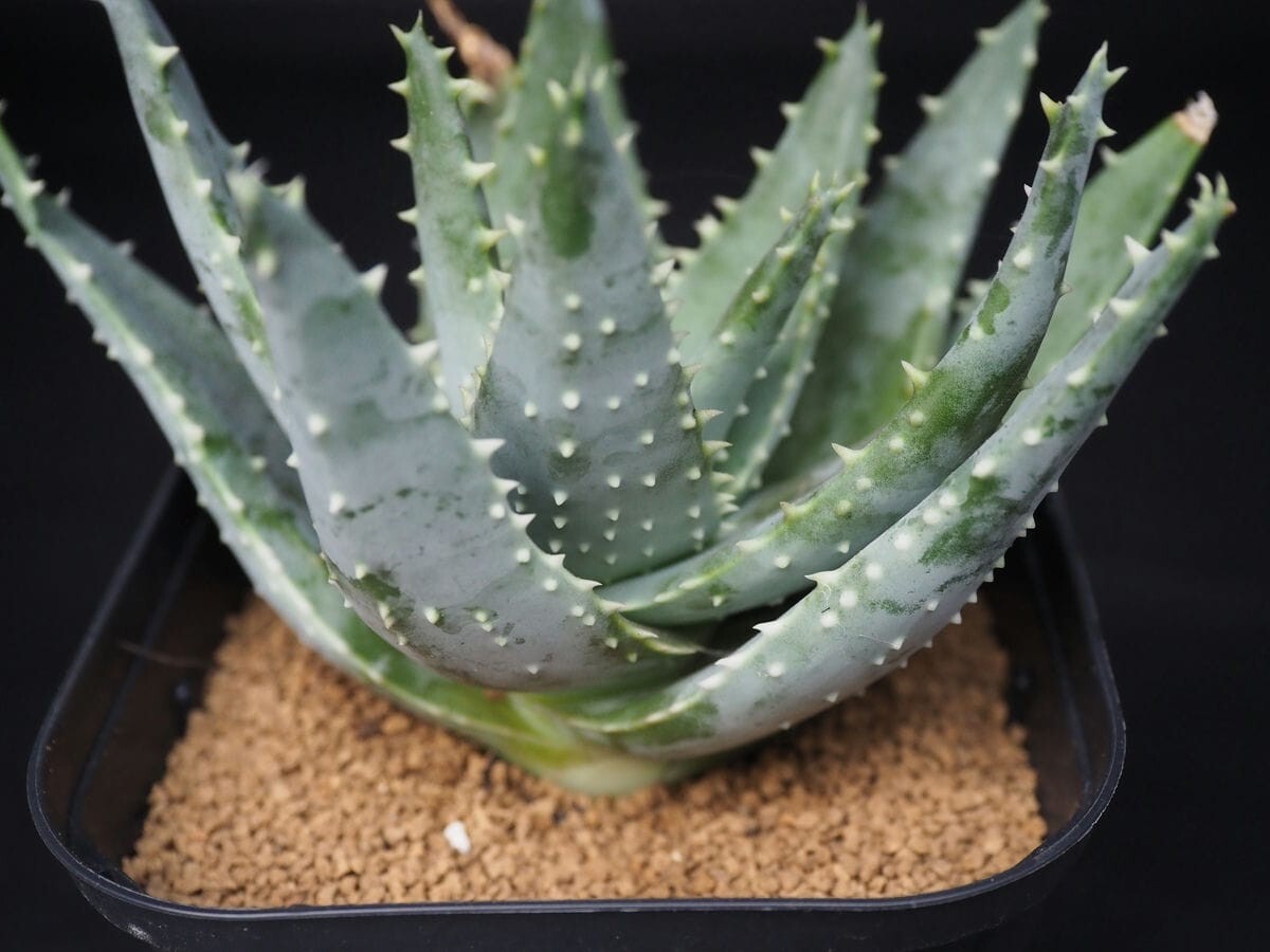 植物】希少種 アロエ・ピランシー Aloe pillansiiの落札情報詳細