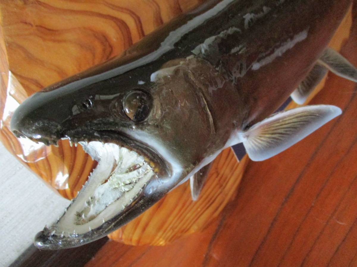 ☆即決！最終値下げ！日光岩魚！実寸42.5㎝ ニッコウイワナ壁掛け 剥製