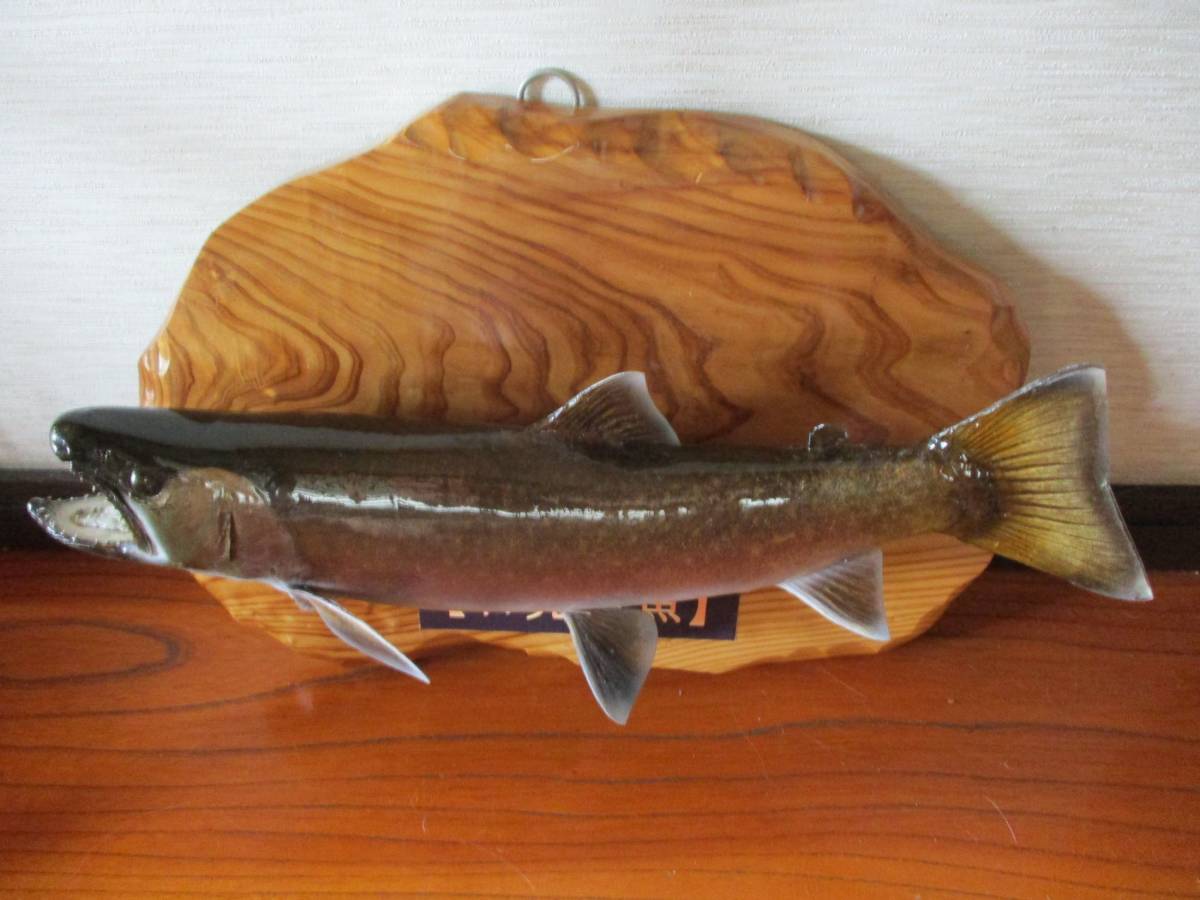 ☆即決！最終値下げ！日光岩魚！実寸42.5㎝ ニッコウイワナ壁掛け 剥製