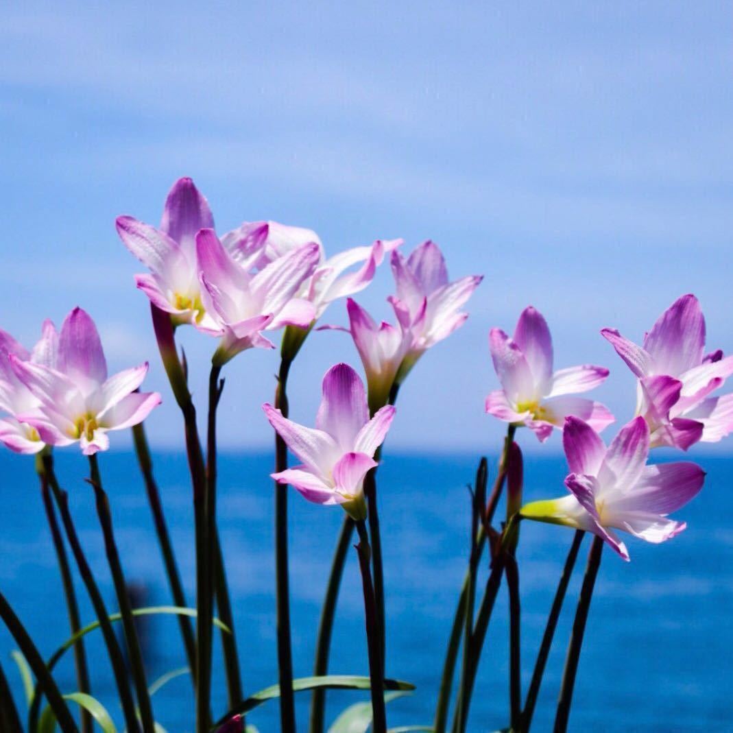 新品 レインリリー 約100粒 種子 ピンクチェリー ハブランサス ゼフィランサス ヒガンバナ タマスダレ 匿名配送 の落札情報詳細 ヤフオク落札価格情報 オークフリー スマートフォン版