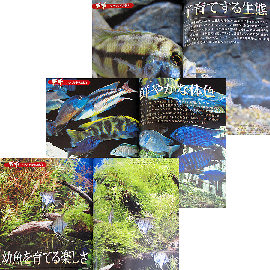 ザ シクリッド 熱帯魚 人気種図鑑 特徴 飼育 繁殖法 ディスカス エンゼルフィッシュ アピストグラマ アフリカン 鑑賞魚 子育てする魚 の落札情報詳細 ヤフオク落札価格情報 オークフリー スマートフォン版