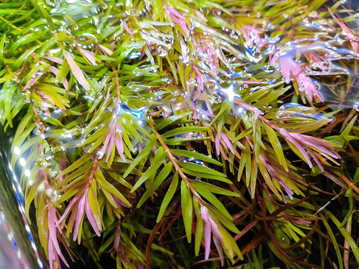 赤系水草セット ロタラspアンナミカ ハイグロフィラspピンナティフィダ ルドウィジアspスーパーレッド ルドウィジアspクリスタル 水中葉 の落札情報詳細 ヤフオク落札価格情報 オークフリー スマートフォン版