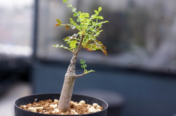 鉢なし Boswellia neglecta ボスウェリア ネグレクタ 塊根