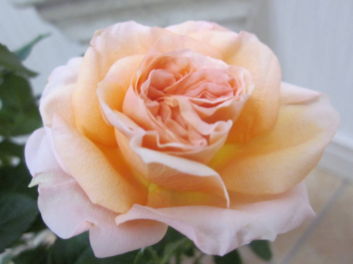 新品 マースランドゴールド フォーエバー ダークオレンジの大輪系ミニバラ の落札情報詳細 ヤフオク落札価格情報 オークフリー スマートフォン版