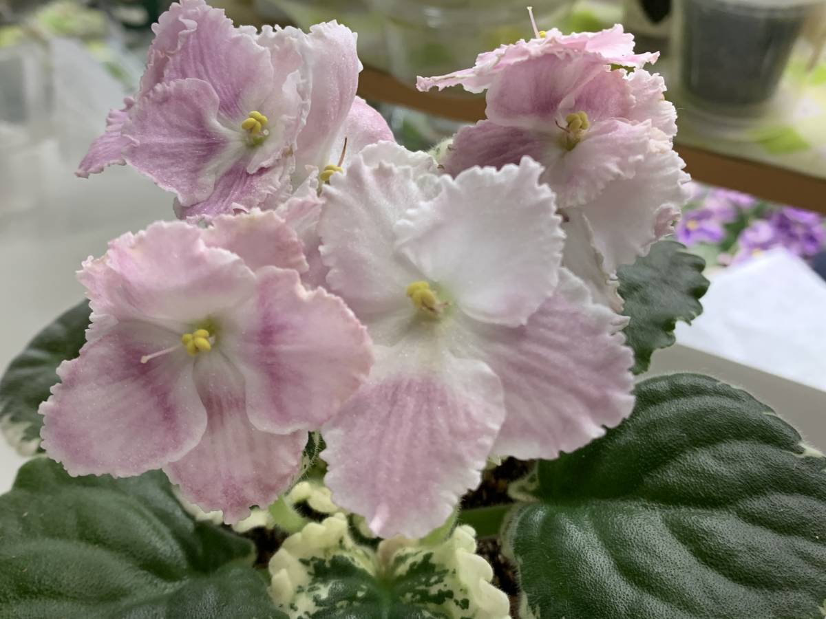 新品 セントポーリア ペパーミントマシュマロ苗 の落札情報詳細 ヤフオク落札価格情報 オークフリー スマートフォン版 新品 セントポーリア ペパーミントマシュマロ苗 の落札情報詳細 ヤフオク落札価格情報 オークフリー スマートフォン版