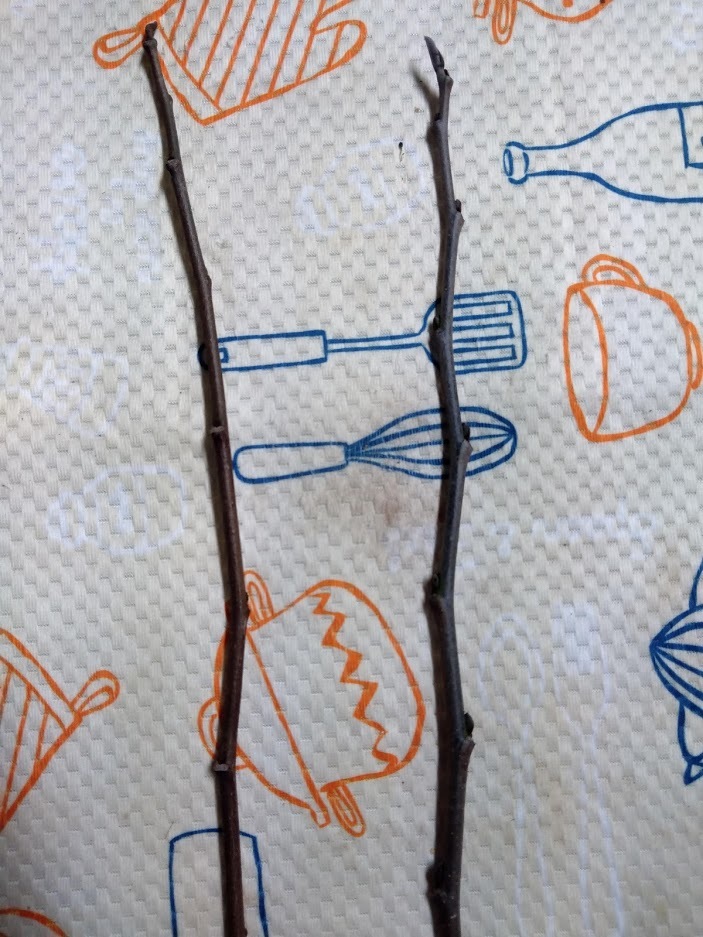 新品 ポポーの穂木２種類１組で１セット 挿し木 接ぎ木用ポポーの枝 品種ウェールズとサンフラワー の落札情報詳細 ヤフオク落札価格情報 オークフリー スマートフォン版