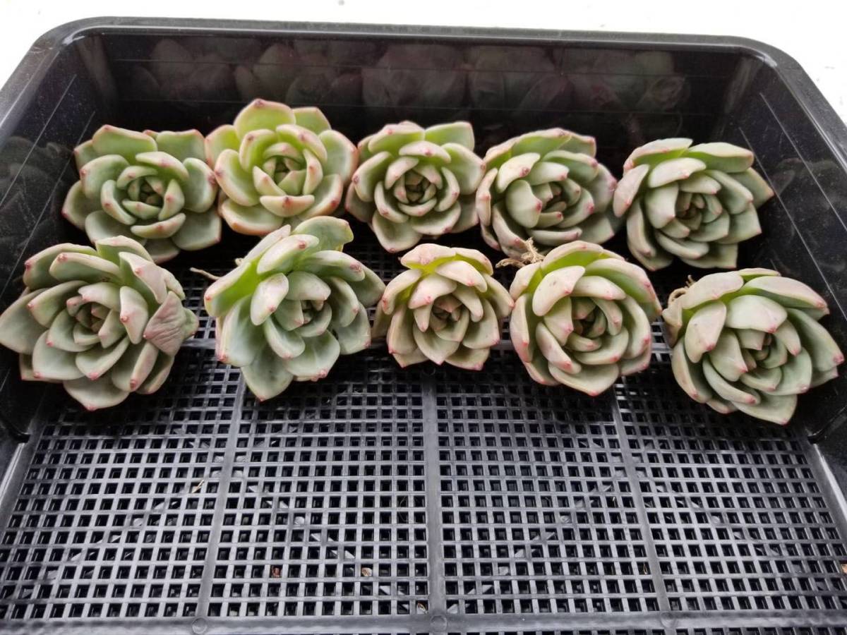 新品 韓国多肉植物 韓国苗 エケベリア Echeveria グリーンシャンペーン 10個 岡山在庫 4 24岡山発送 の落札情報詳細 ヤフオク落札価格情報 オークフリー スマートフォン版