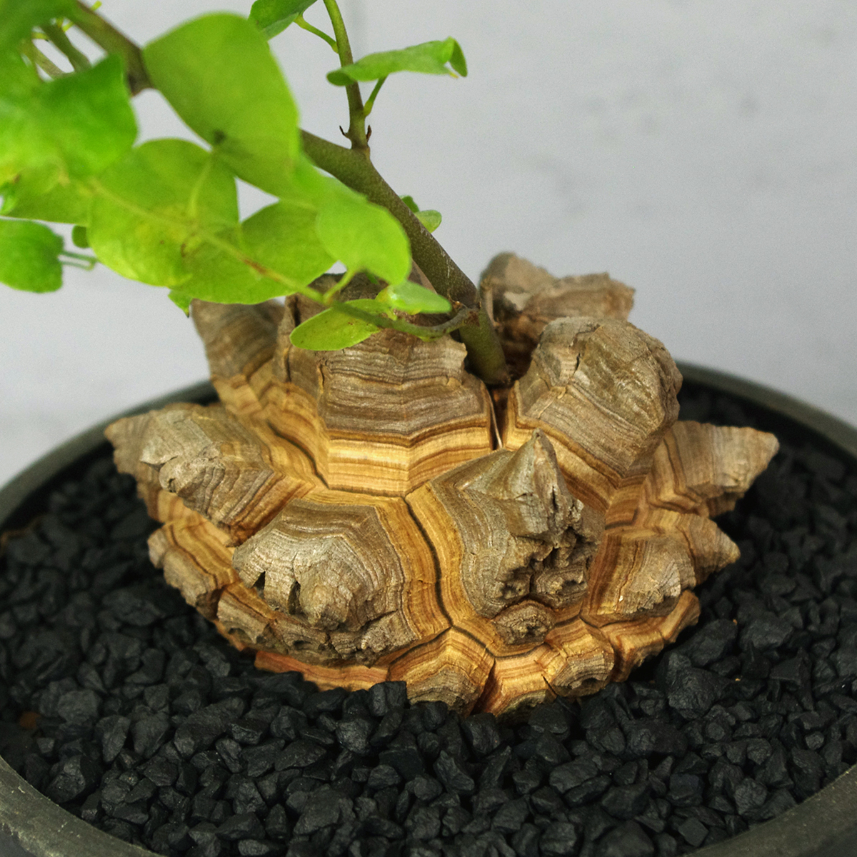 ディオスコレア エレファンティペス 亀甲竜 Dioscorea Elephantipes の落札情報詳細 ヤフオク落札価格情報 オークフリー スマートフォン版 ディオスコレア エレファンティペス 亀甲竜 Dioscorea Elephantipes の落札情報詳細 ヤフオク落札価格情報 オークフリー スマートフォン版