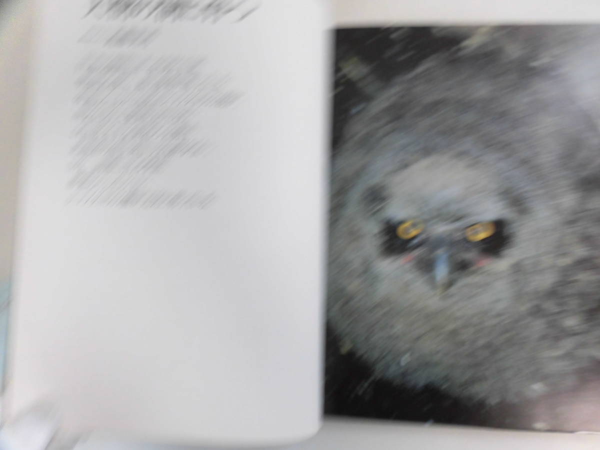 29か3643 Fish Owl カムイの夜 シマフクロウ 平凡社 嶋田忠 1984 コタン コロ カムイ 写真集 フクロウ 神鳥 の落札情報詳細 ヤフオク落札価格情報 オークフリー スマートフォン版