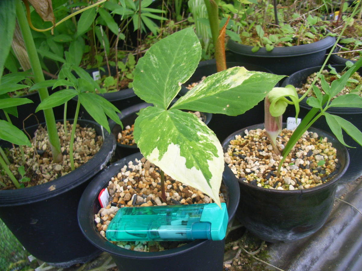 新品 斑入り山野草 野生蘭 その他 斑入りユキモチソウ の落札情報詳細 ヤフオク落札価格情報 オークフリー スマートフォン版
