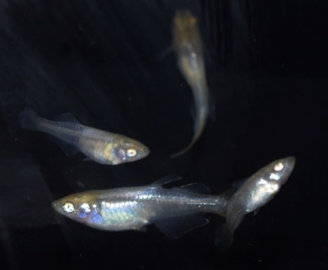 新品 ラスト現物出品 めだか屋 柚月 レインボーアイ悪魔 メダカ 幼魚5匹 本家湧水めだか様血統 の落札情報詳細 ヤフオク落札価格情報 オークフリー スマートフォン版