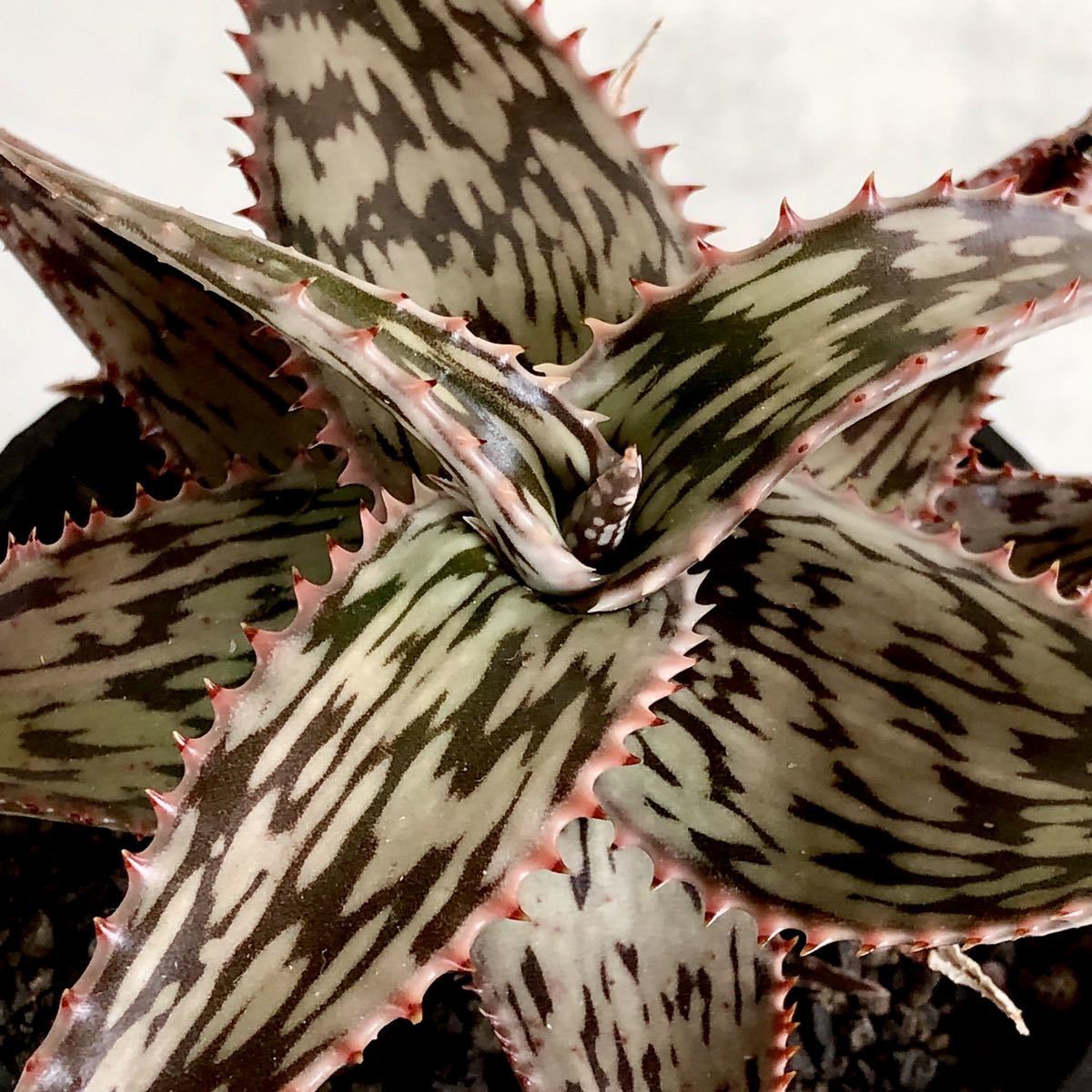 アロエ ソマリエンシス① PUP 特選 美株 曙斑 aloe somaliensis の落札