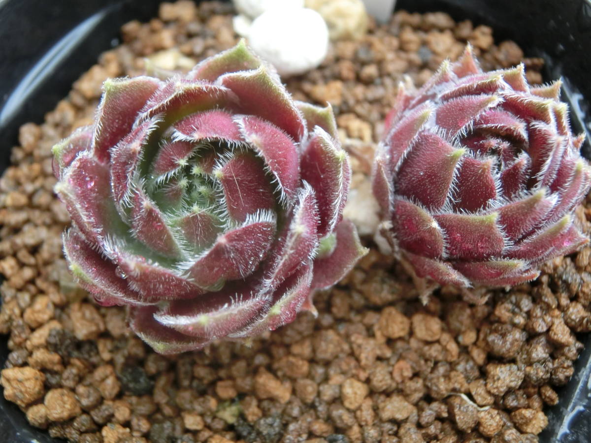 ☆センペル モアハニー Sempervivum more honey センペルビウム ♪3点