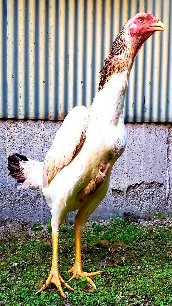巨大軍鶏系統の種卵3個