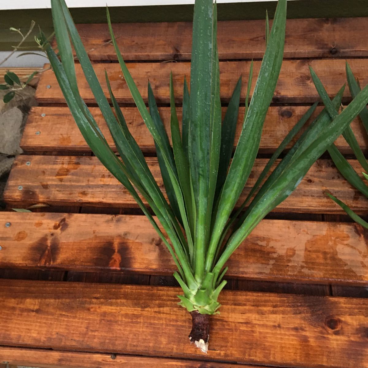 キミガヨラン ユッカラン グロリオサ Yucca ユッカ ドライガーデン
