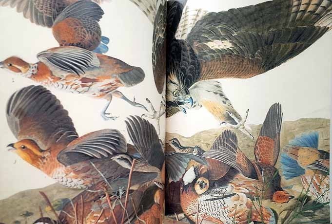 ジョン ジェームズ オーデュボン 鳥類画集 Audubon S Aviary The Original Watercolors For The Birds Of America 12年 の落札情報詳細 ヤフオク落札価格情報 オークフリー スマートフォン版