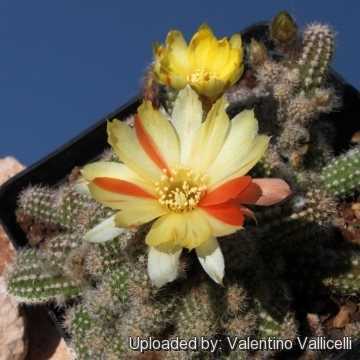 新品 花サボテン 黄花白檀ミステリー 赤 黄 絞りの咲分け の落札情報詳細 ヤフオク落札価格情報 オークフリー スマートフォン版