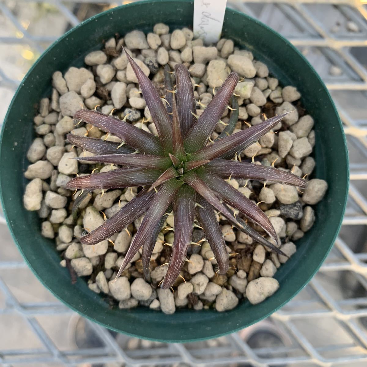 ディッキア ダウソニー Dyckia dawsonii from Berna ⑵ Dyckia dawsonii - Bird Rock Tropicals