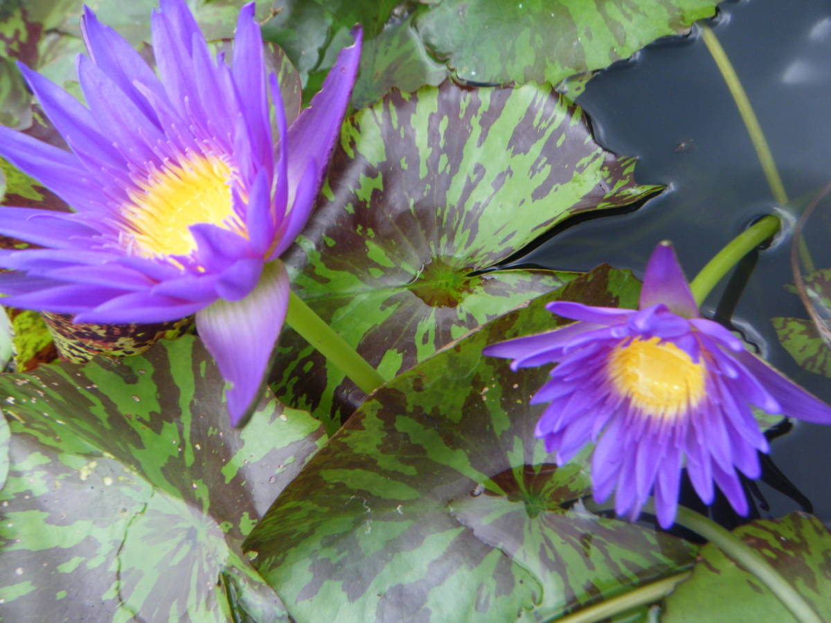 開田屋水園】 熱帯性睡蓮 ピンク・ダイヤモンド （スイレン） 苗 B