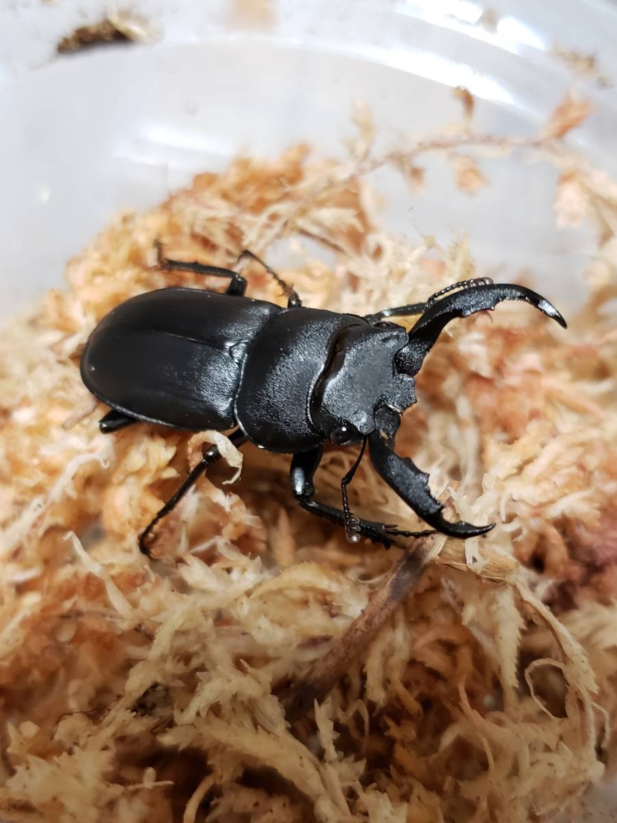 定番のお歳暮 冬ギフト アマミシカクワガタ成虫ペア 44ｍｍ Free Dprd Jatimprov Go Id