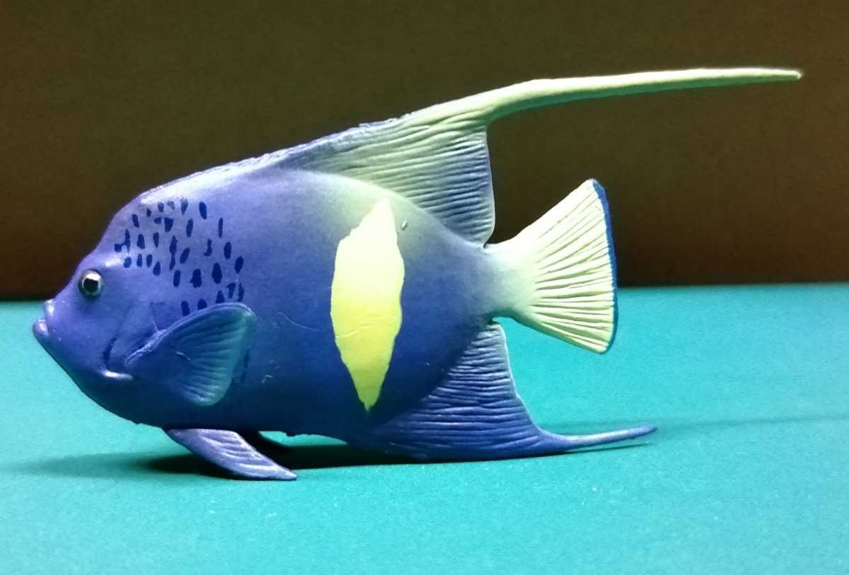 セダカヤッコ 台座欠品 フィギュア 海水魚 熱帯魚 の落札情報詳細 ヤフオク落札価格情報 オークフリー スマートフォン版