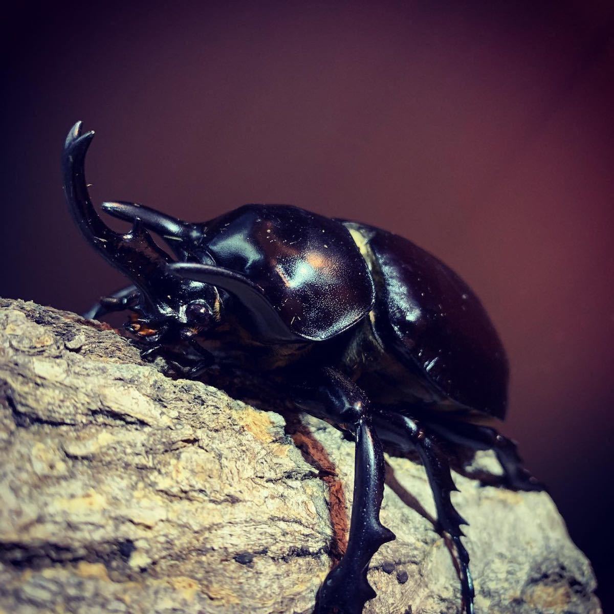 アクティオンゾウカブト 5周年 アクティオンゾウカブト 幼虫5匹