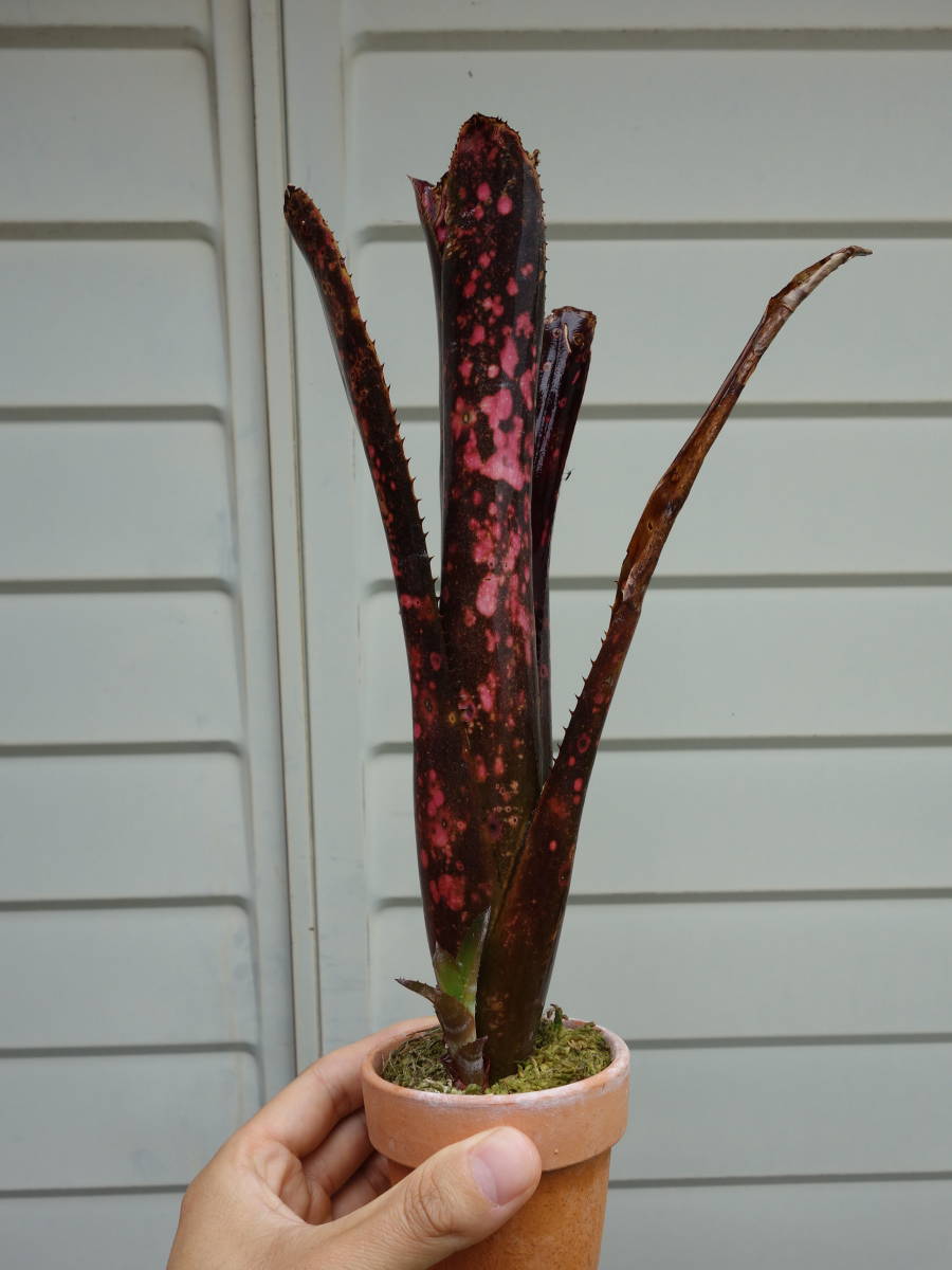 Billbergia 'Incendiary delight' B0191