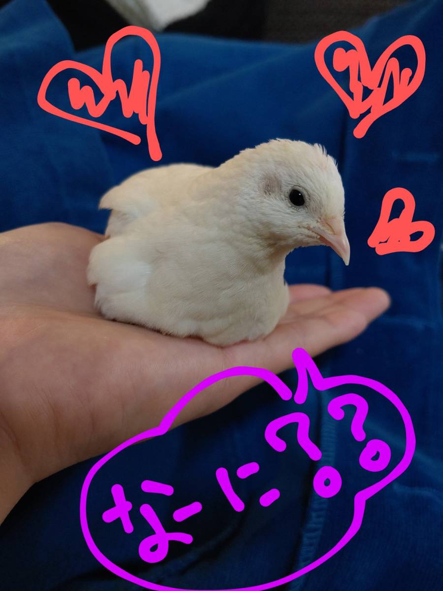 新品 ヒメウズラ ひめうずら 種卵 有精卵 受精卵 卵 かわいい 自粛 家 鳥7個 の落札情報詳細 ヤフオク落札価格情報 オークフリー スマートフォン版