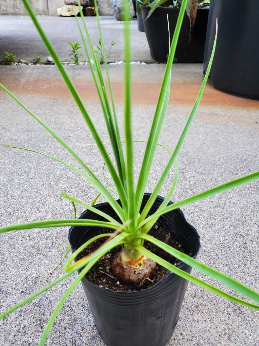 観葉植物ノリナエクセルサ 新品】レア美種 ノリナ エクセルサ〝 Nolina