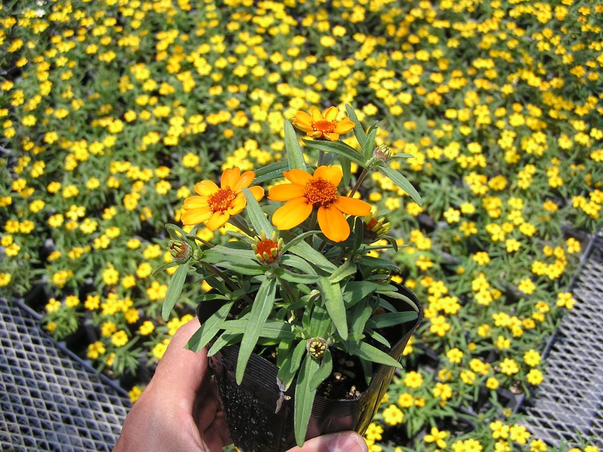 新品 農園 ジニア リネアリス スターブライト 花苗 ２０ポット の落札情報詳細 ヤフオク落札価格情報 オークフリー スマートフォン版