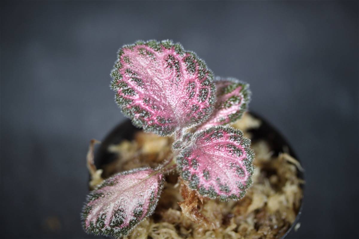新品 エピスシア クプレアータ ピンク アカジュ Episcia Cupreata 34 Pink Acajou 34 From Colombia の落札情報詳細 ヤフオク落札価格情報 オークフリー スマートフォン版 新品 エピスシア クプレアータ ピンク アカジュ Episcia Cupreata 34 Pink Acajou 34 From Colombia の落札情報詳細 ヤフオク落札価格情報 オークフリー スマートフォン版