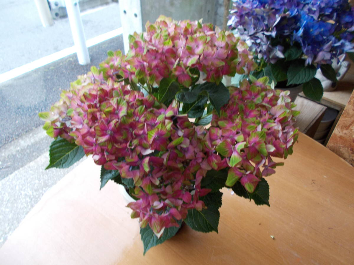 市場 初夏の花 シュロスパッカーベルト レッド アジサイ 送料無料 5号鉢 紫陽花 西洋