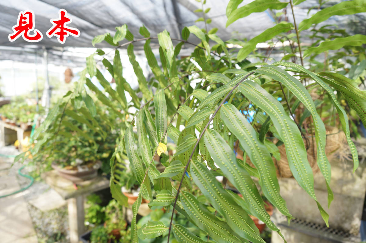シダ植物☆GONIOPHLEBIUM VERRCOSUM】ゴニオフレビウム ベルコーサム
