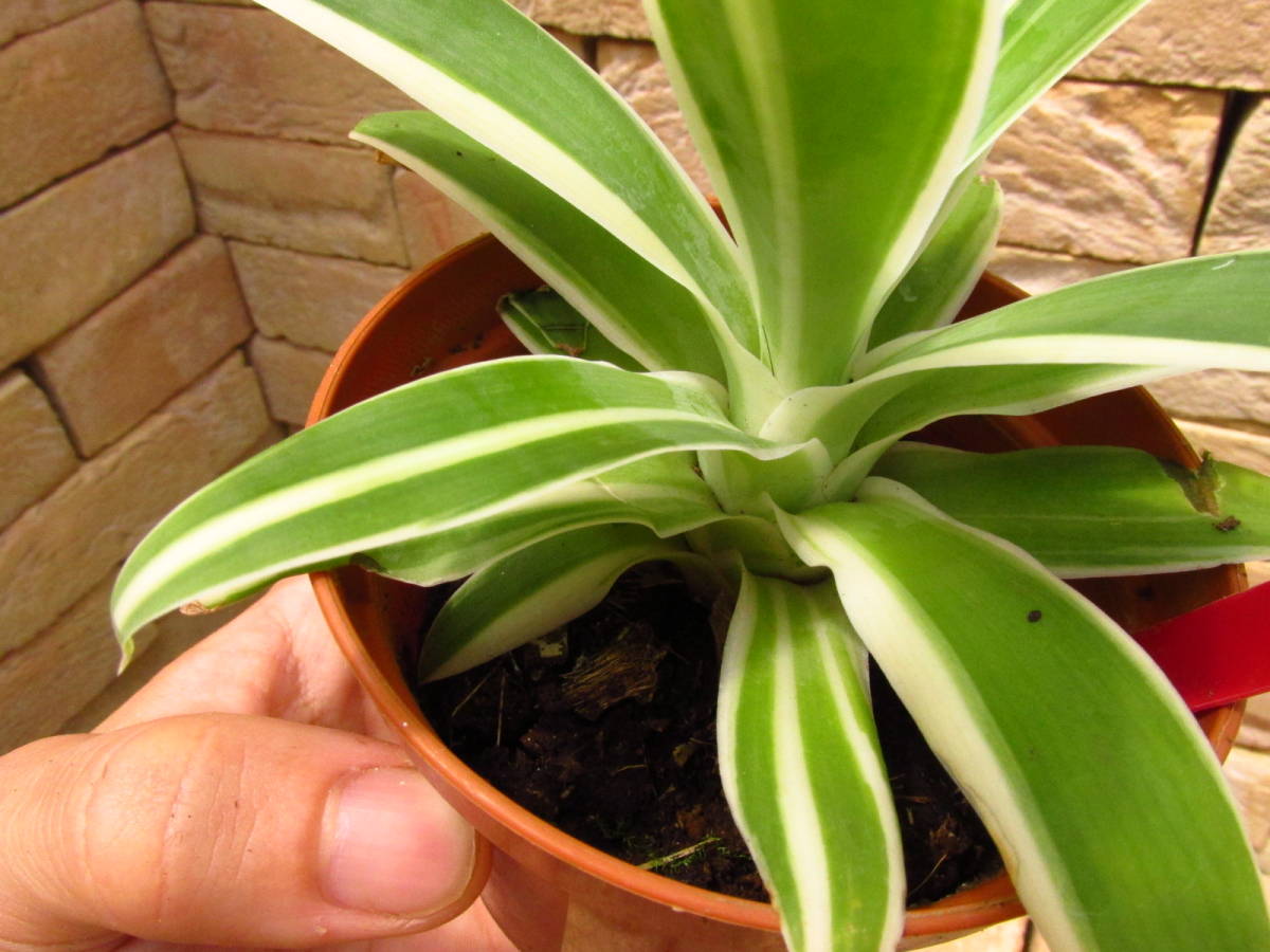 アガベ アテナータ 翡翠盤 総柄 アガベ アテナータ 翡翠盤 Agave